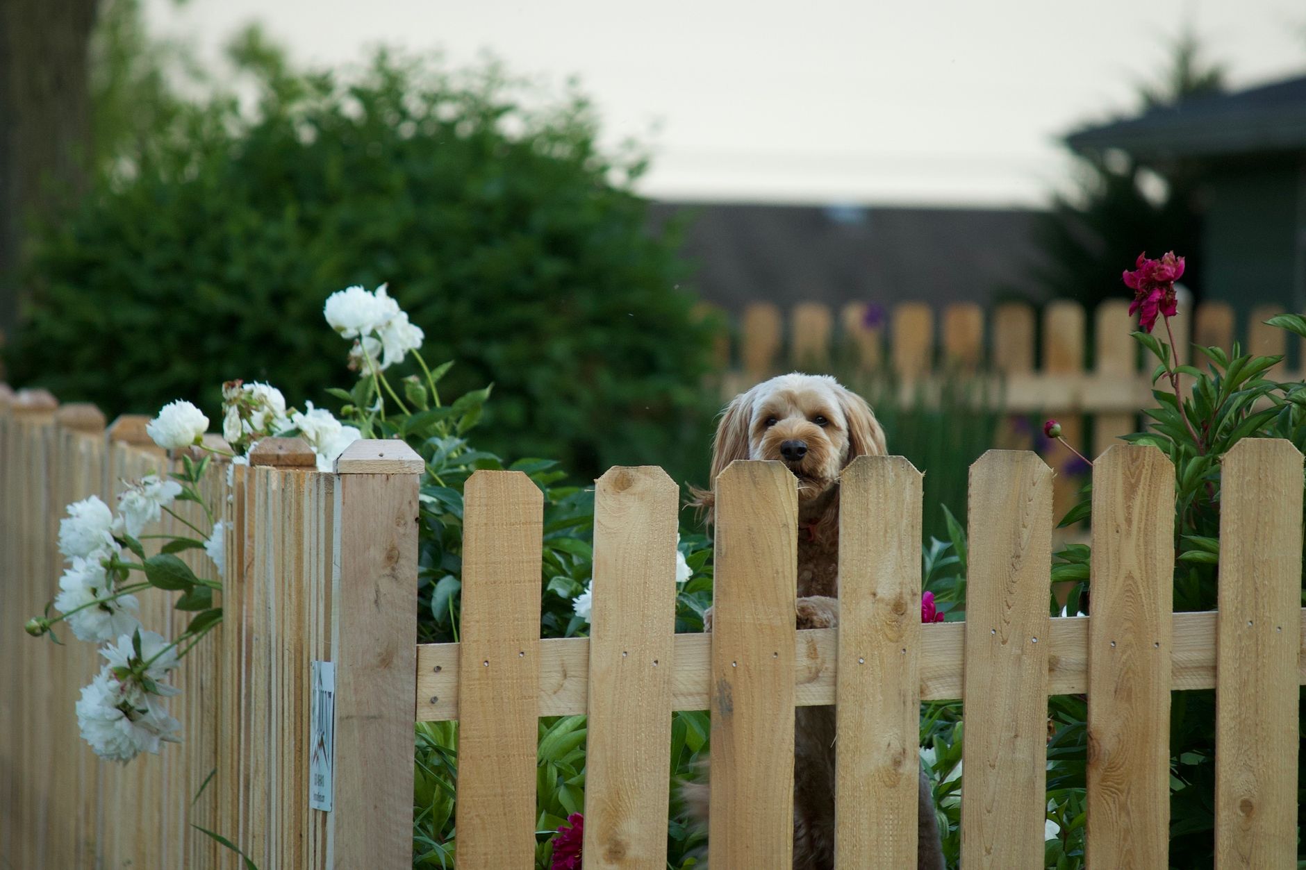Cute brown dog looking over a wooden fence surrounded by flowers in a backyard garden in Edmond, OK